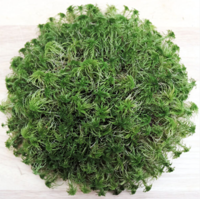 DECOTOP Sphagnum Top - Мох сфагнум для террариумов и флорариумов, верхушки 10 см, 100 г/1 л